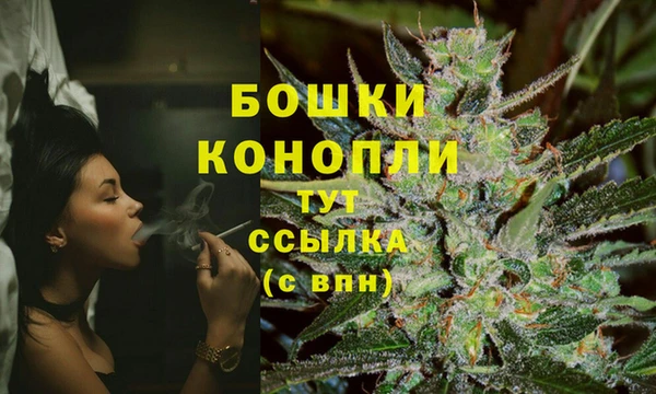 сатива Новозыбков
